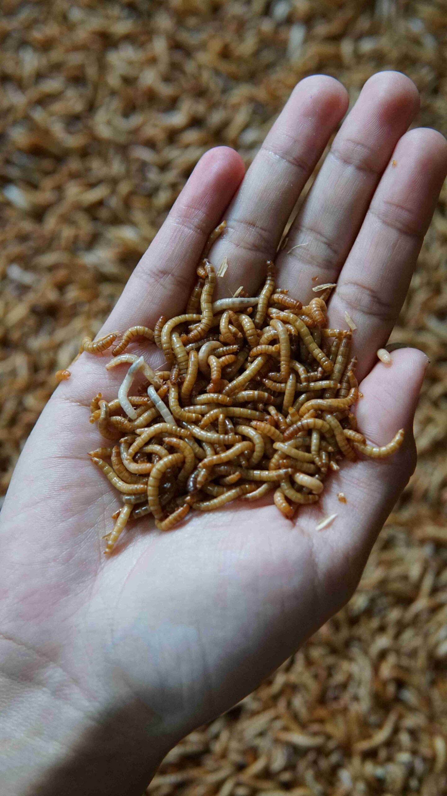Cari Mealworm Kering