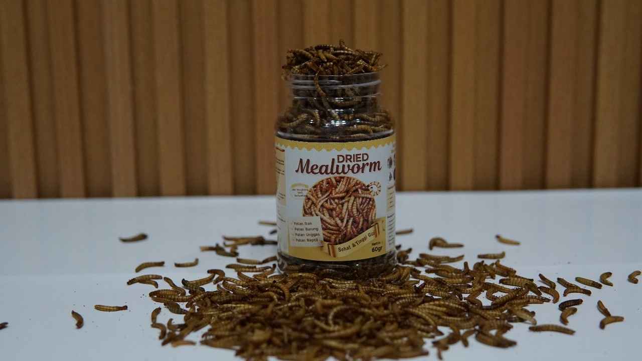 Jual ulat Hongkong Bandung
