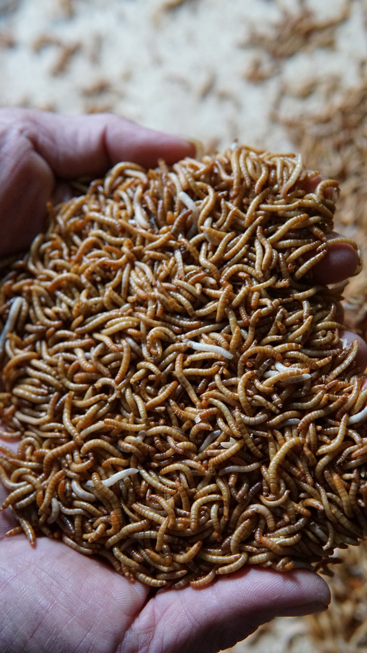 Pesan Ulat Hongkong 1 Kg Pesan Ulat Hongkong 1 KG