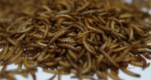 Mealworm Sumber Protein Hewani